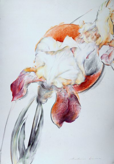 Iris - Komposition IV von Antonio Ciccone